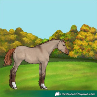 Horse Color:Liver Red Dun 