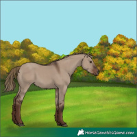 Horse Color:Liver Red Dun 