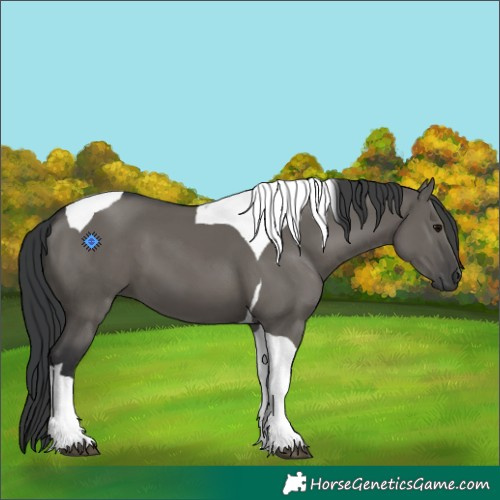 Horse Color:Platinum Grullo Tobiano