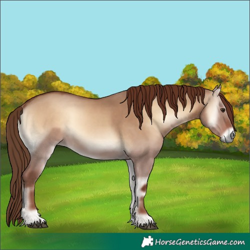 Horse Color:Red Dun Onyx