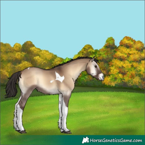 Horse Color:Liver Red Dun Onyx Tobiano 