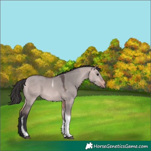 Horse Color:Platinum Bay Dun Tobiano