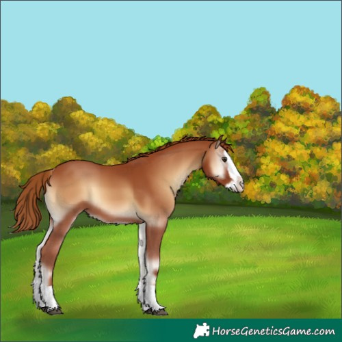 Horse Color:Red Onyx Splash