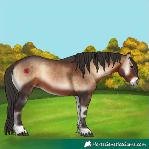 Horse Color:Bay Onyx 