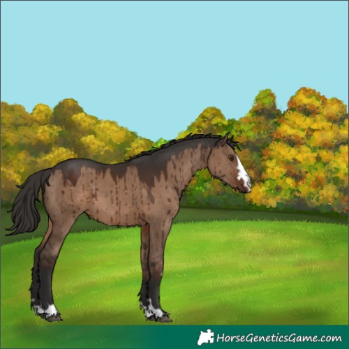 Horse Color:Liver Red Dun Brindle 