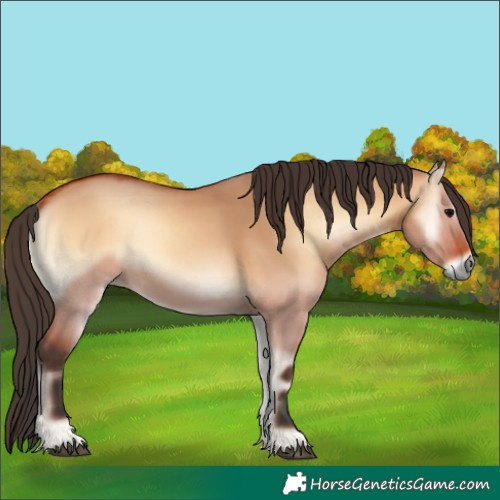 Horse Color:Bay Onyx