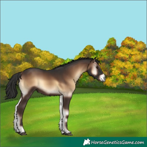 Horse Color:Liver Red Onyx