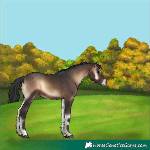 Horse Color:Brown Onyx