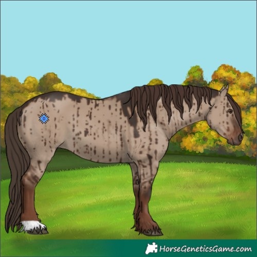 Horse Color:Liver Red Dun Brindle 