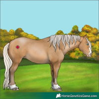 Horse Color:Gray Silver Buckskin Pearl 