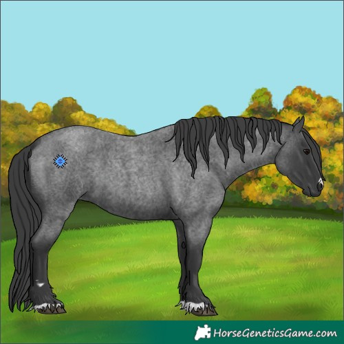Horse Color:Blue Roan