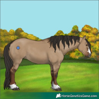 Horse Color:Gray Liver Red Dun 