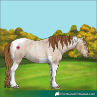 Horse Color:Gray Smoky Blue Roan Pearl Tobiano