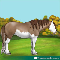 Horse Color:Gray Buckskin Pearl Splash 