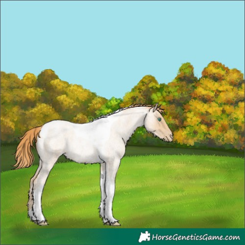 Horse Color:Smoky Blue Roan Pearl Tobiano
