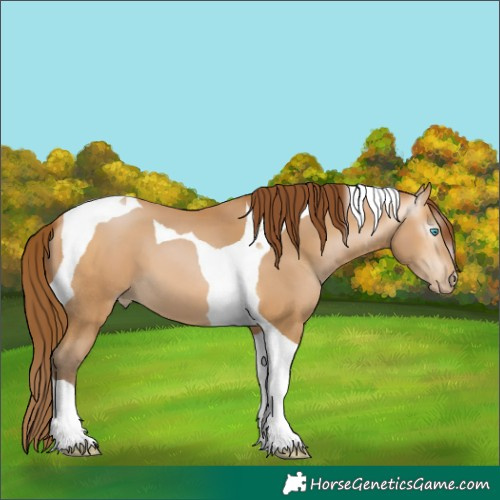 Horse Color:Gray Buckskin Pearl Tobiano 