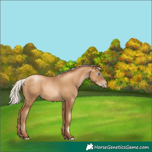 Horse Color:Gray Silver Classic Champagne Pearl