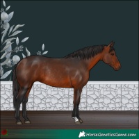 Horse Color:Bay Rabicano 