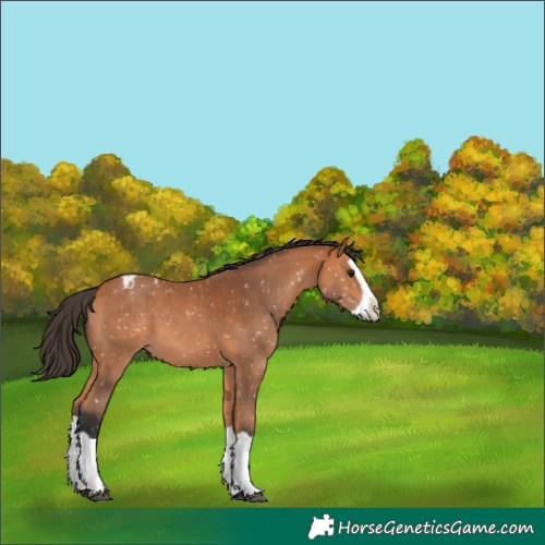 Horse Color:Bay Splash Snowflake Varnish