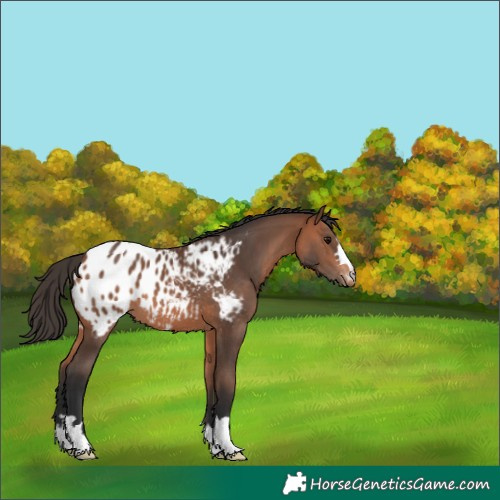 Horse Color:Bay Blanket 