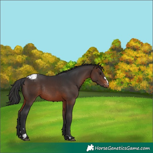 Horse Color:Brown Varnish Rabicano