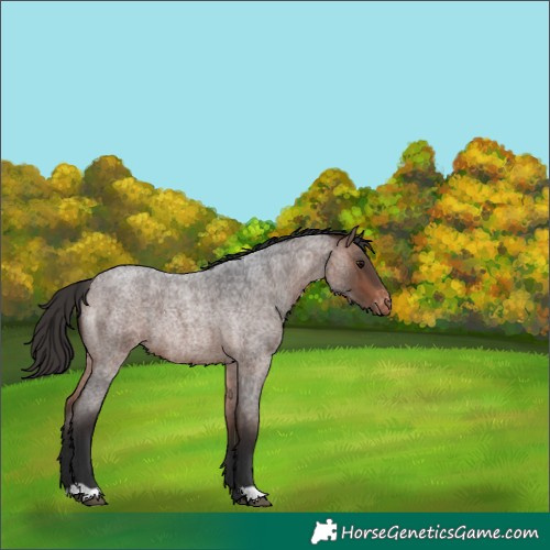 Horse Color:Bay Roan Varnish