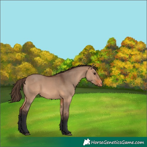 Horse Color:Bay Dun Appaloosa 