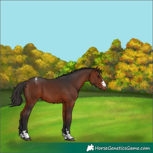 Horse Color:Bay Varnish 