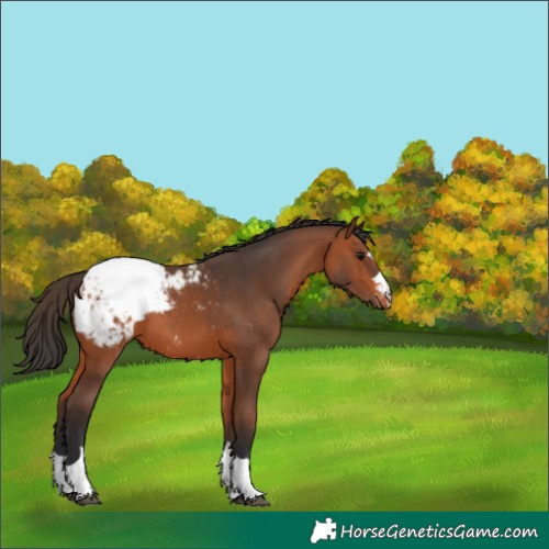 Horse Color:Bay Snowcap 