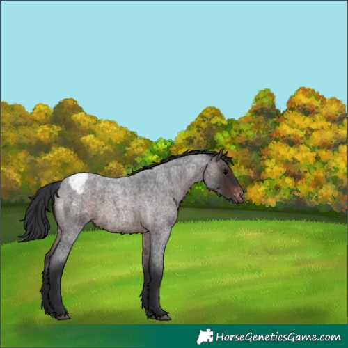Horse Color:Brown Roan Varnish