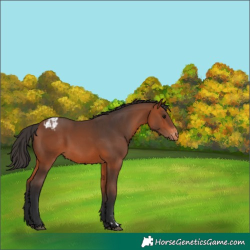 Horse Color:Bay Varnish 