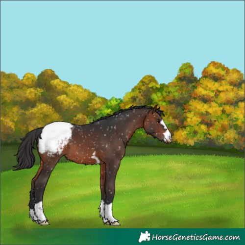 Horse Color:Brown Appaloosa 