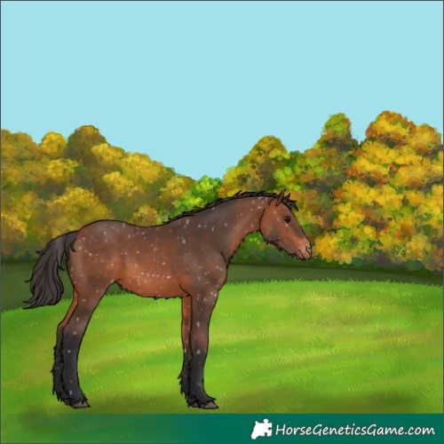 Horse Color:Bay Snowflake Varnish