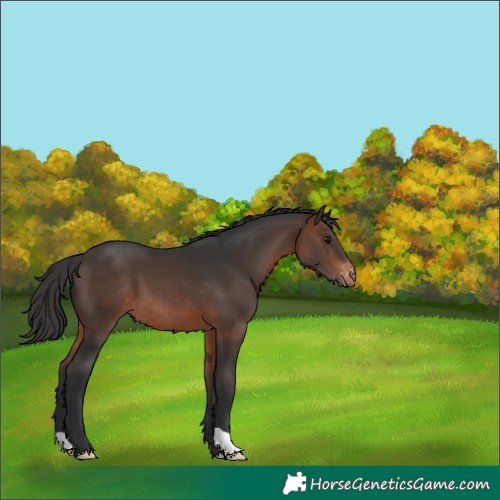 Horse Color:Brown Varnish