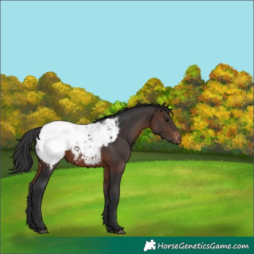 Horse Color:Brown Appaloosa 