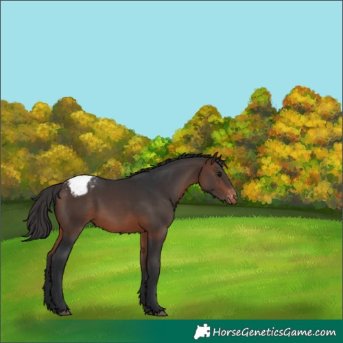 Horse Color:Brown Varnish 