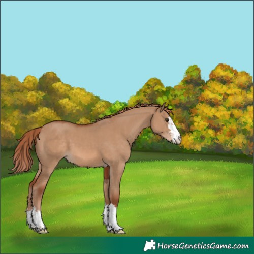 Horse Color:Red Dun