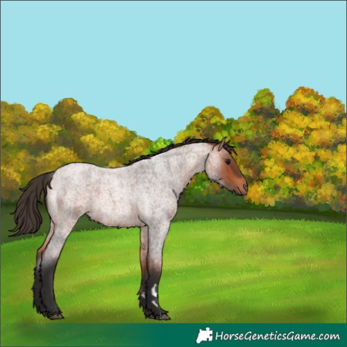 Horse Color:Bay Roan 