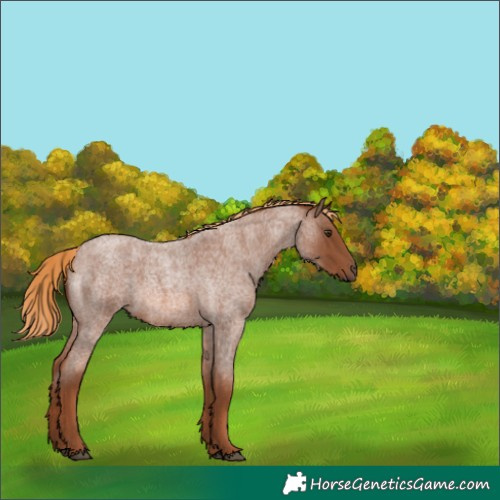 Horse Color:Red Roan 