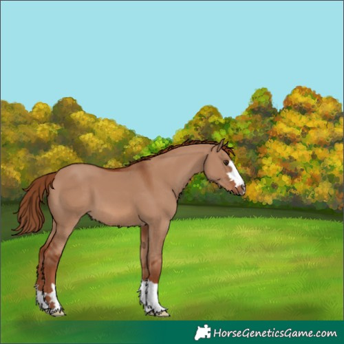 Horse Color:Red Dun