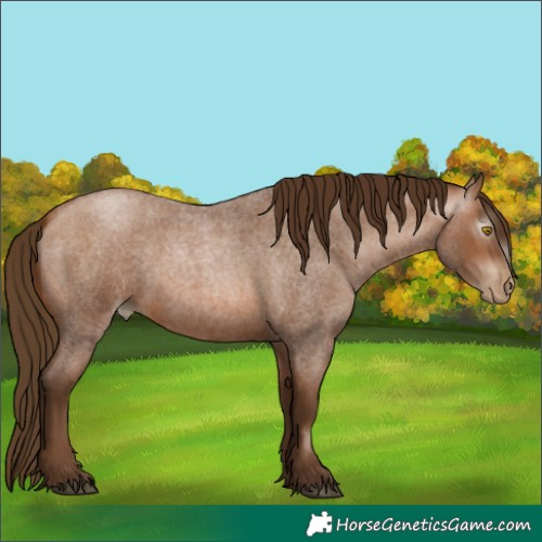 Horse Color:Gray Bay Roan Pearl