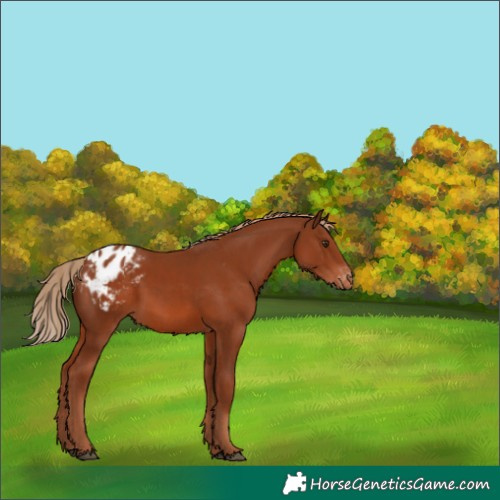 Horse Color:Chestnut Blanket