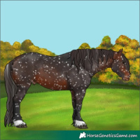 Horse Color:Brown Appaloosa