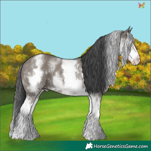 Horse Color:White Spotted Grullo 