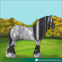 Horse Color:White Spotted Blue Roan Varnish 