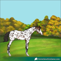 Horse Color:Brown Near Leopard