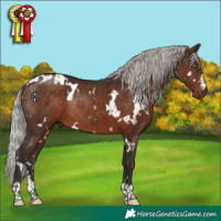 Horse Color:White Spotted Silver Brown Rabicano 