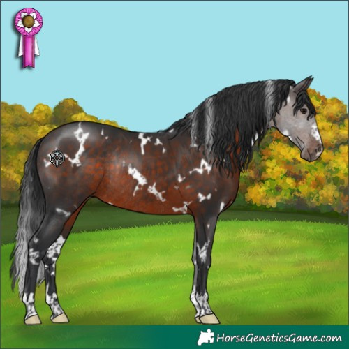 Horse Color:White Spotted Brown Rabicano 