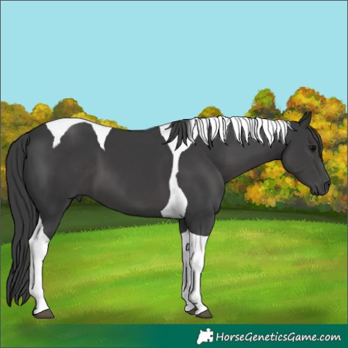 Horse Color:Black Tobiano 