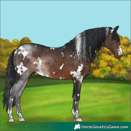 Horse Color:White Spotted Brown Rabicano 